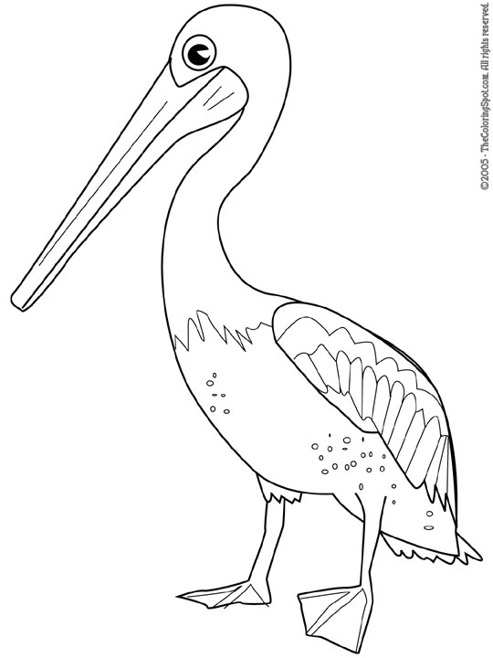 Pelican coloring page audio stories for kids free coloring pages colouring printables