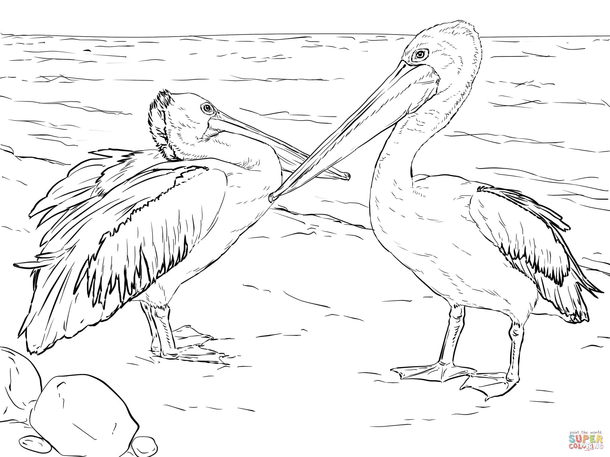 Australian pelicans coloring page free printable coloring pages