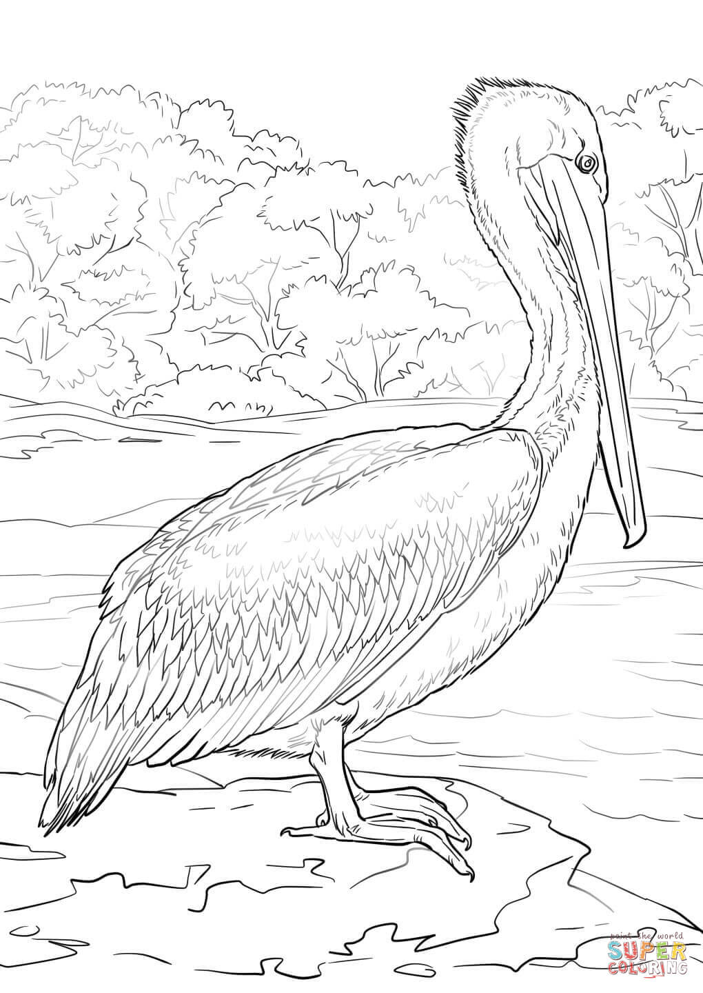 Eastern brown pelican coloring page free printable coloring pages