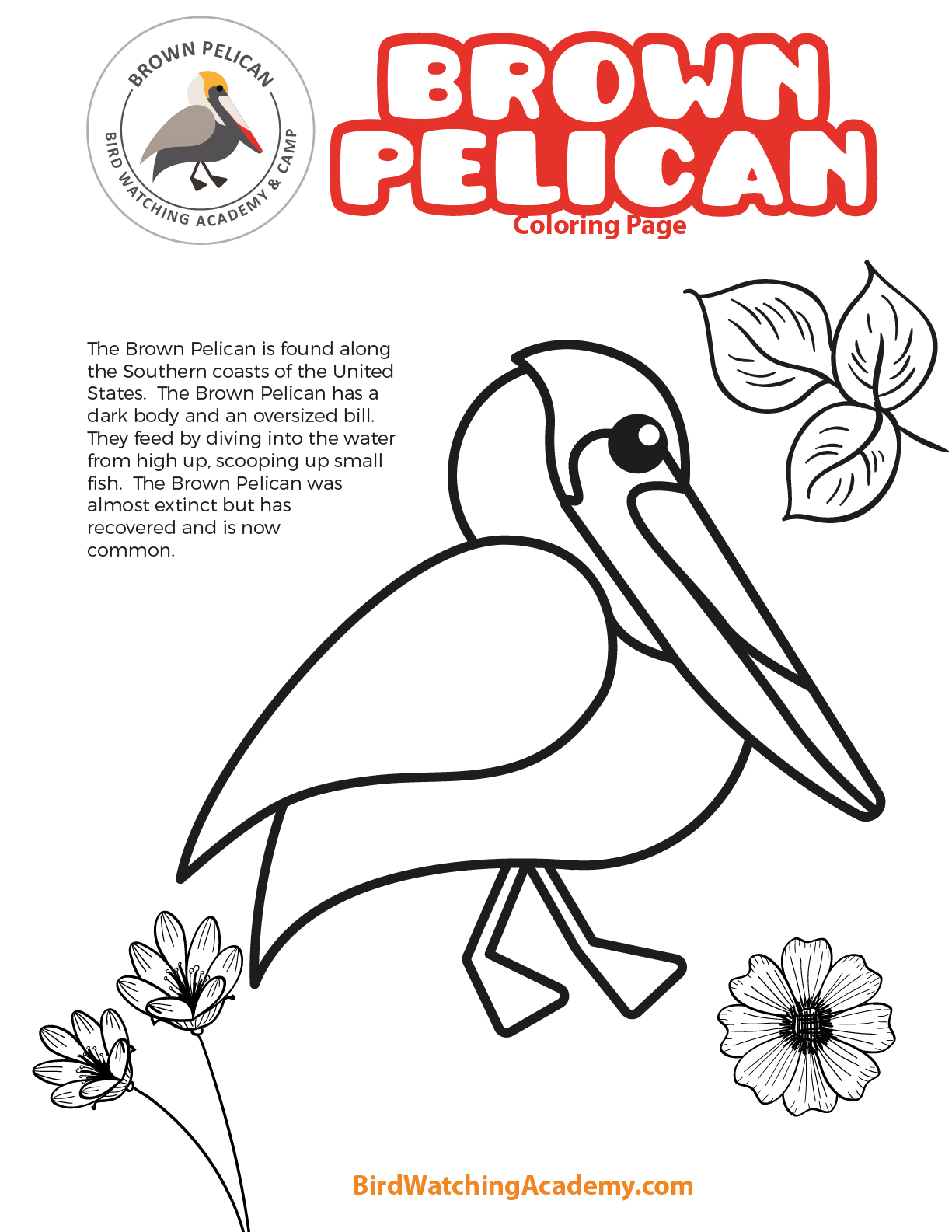 Brown pelican coloring page