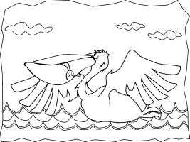 Pelicans coloring pages