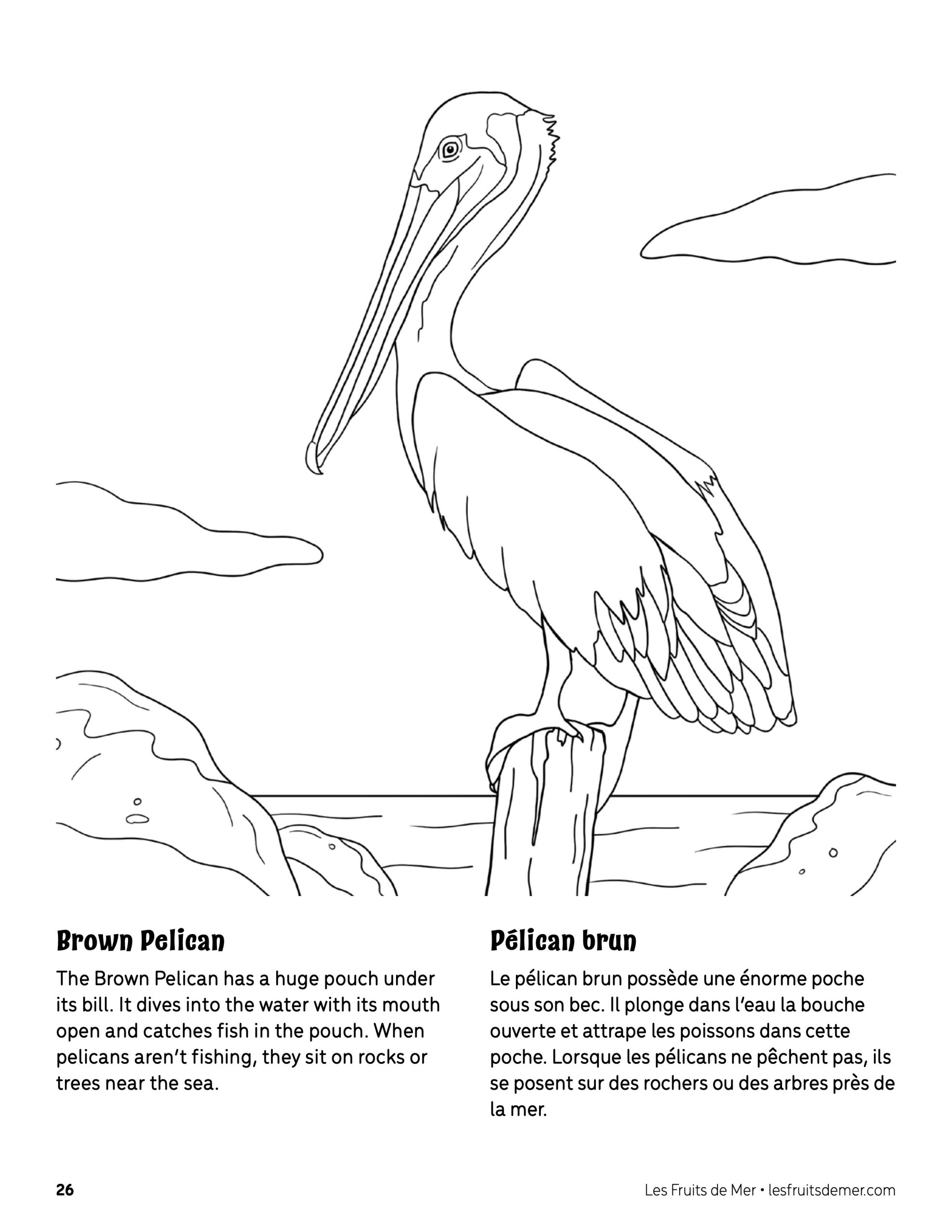 Brown pelican coloring page â coloriage de pãlican brun â association les fruits de mer