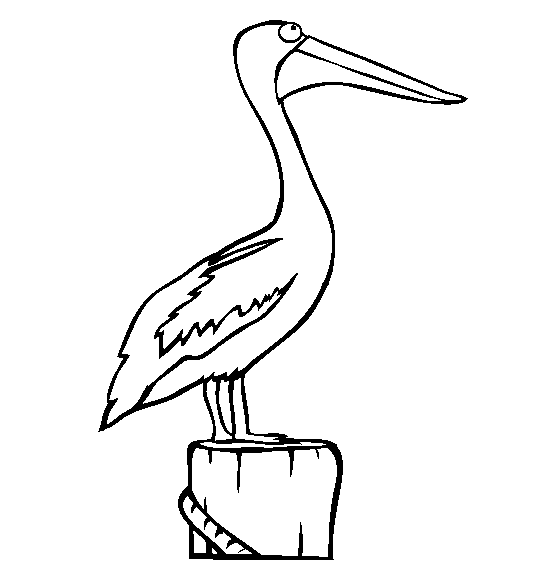 Pelican coloring page