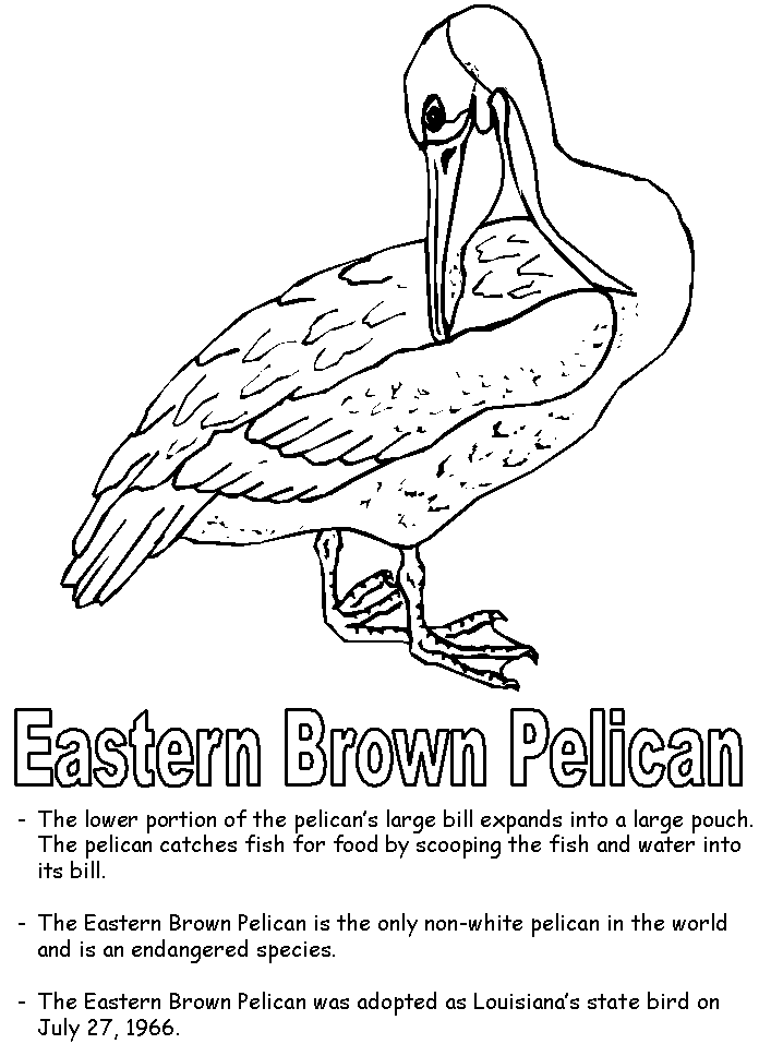 Eastern brown pelican coloring page