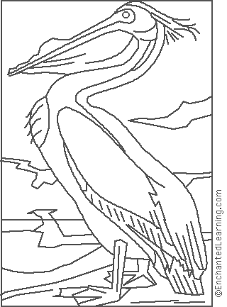 Audubon white pelican coloring page