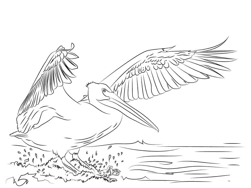 Drawing of pelican coloring page