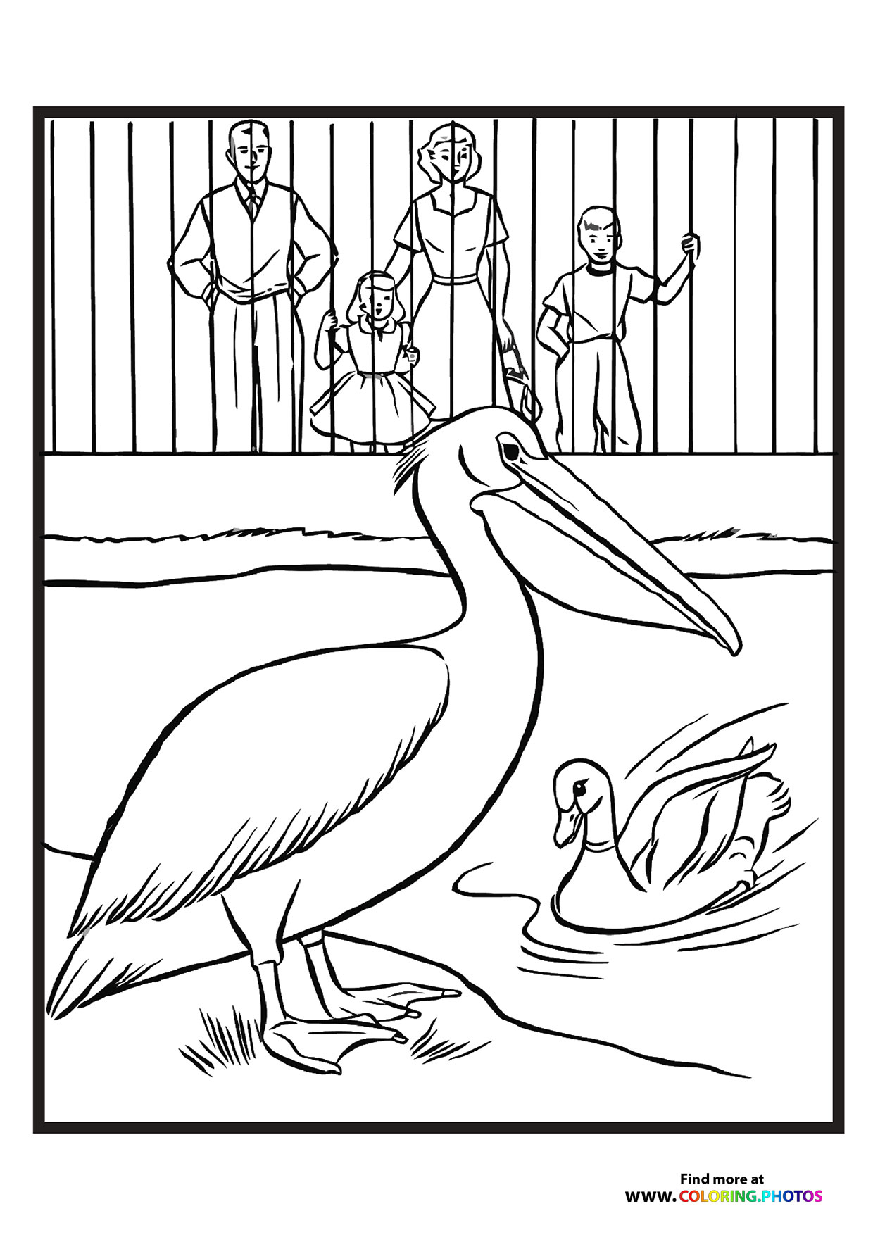 Zoo pelican