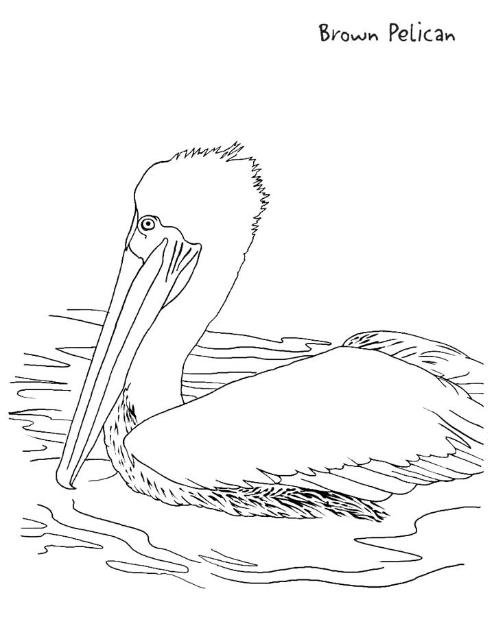 Pelican loring page for kids