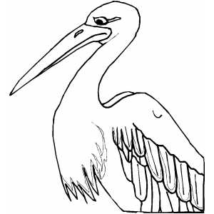 Pelican coloring page