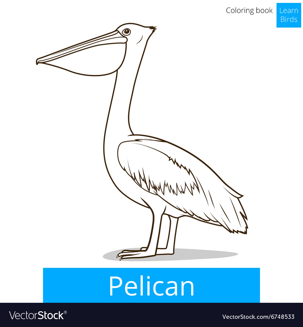 Pelican bird learn birds coloring book royalty free vector