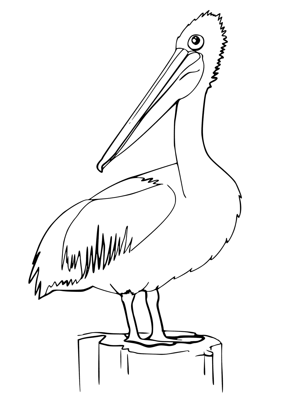 Pelican coloring pages