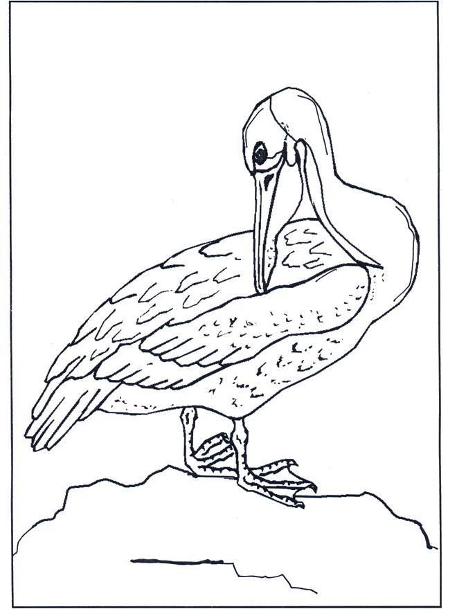 Pelican