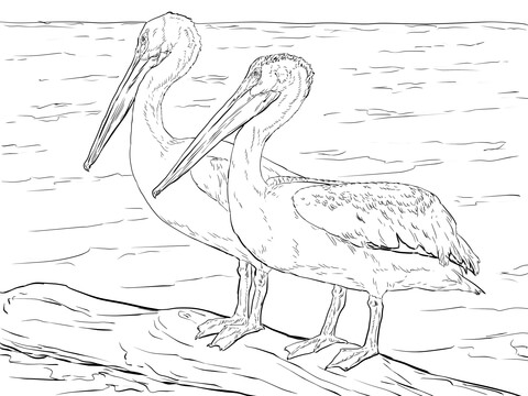 American white pelicans coloring page free printable coloring pages