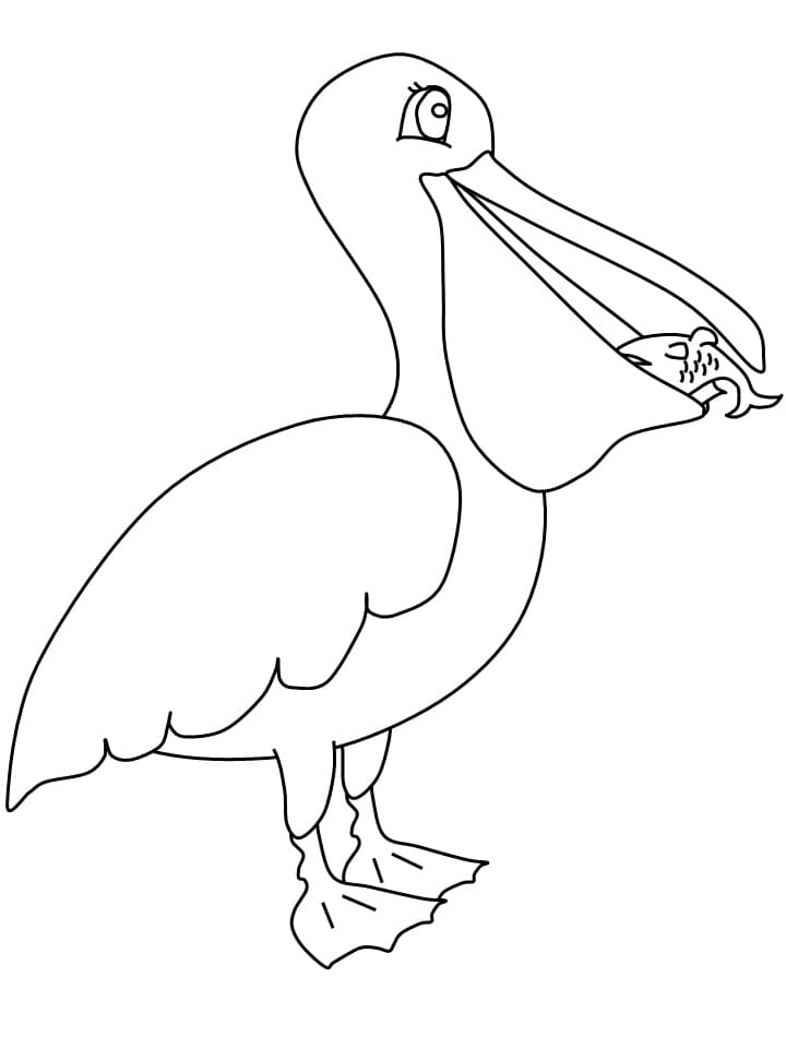 Pelican coloring pages