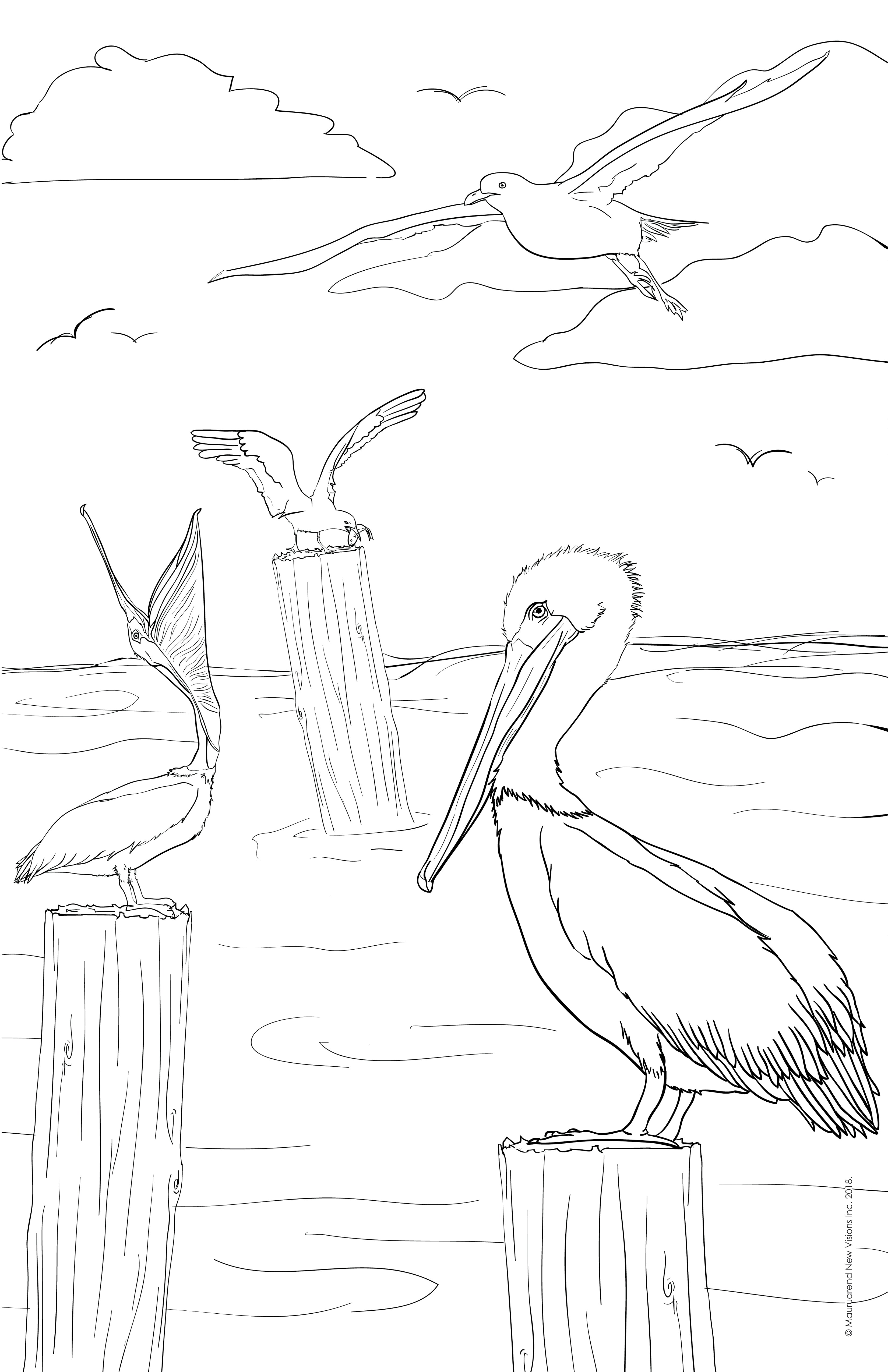 Printable coloring page pelicans â vybin art