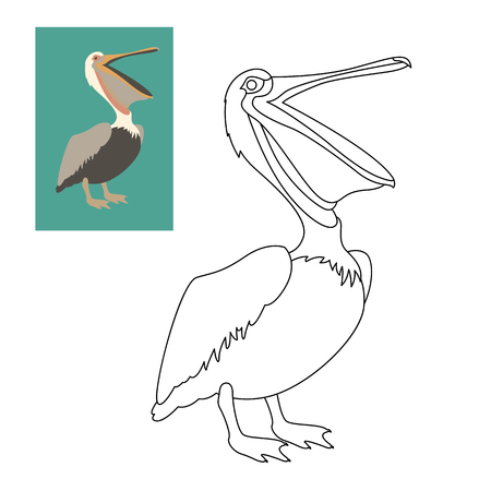 Pelican vector illustration flat style coloring page outline