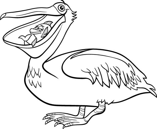 Cartoon pelican bird animal character coloring book page stock illustration