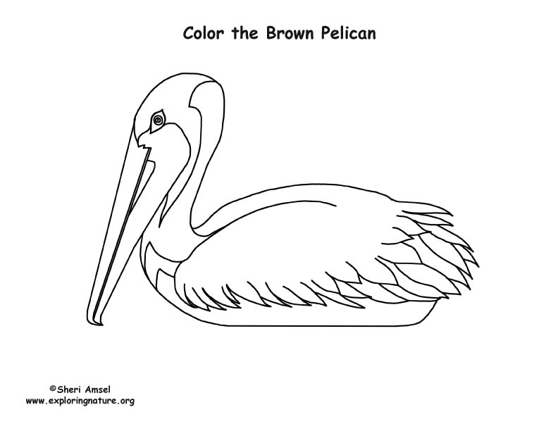 Pelican brown coloring page