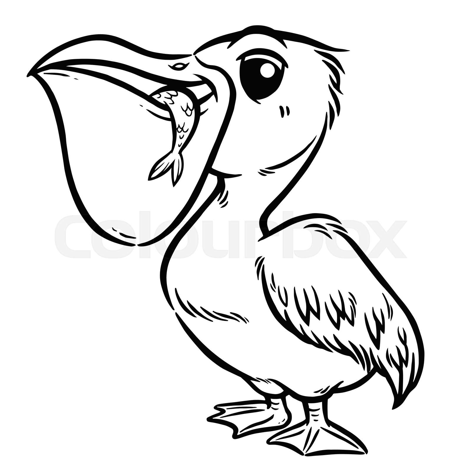 Pelican stock vector