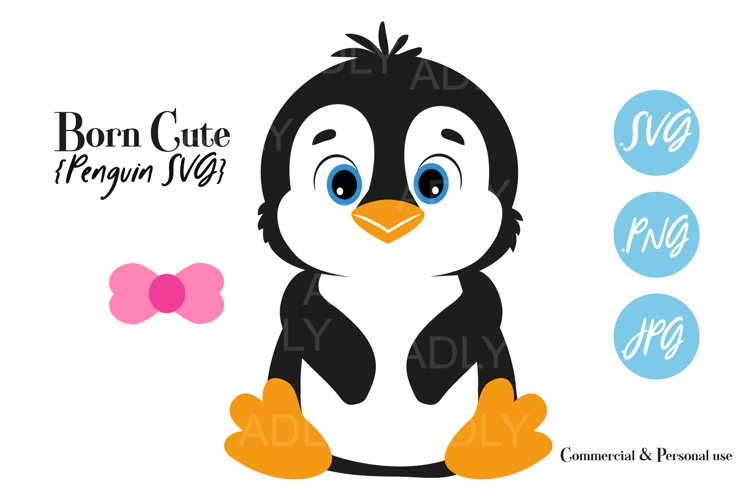 Baby penguin gender