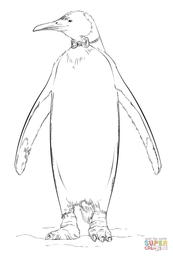 King penguin with a bow tie coloring page free printable coloring pages