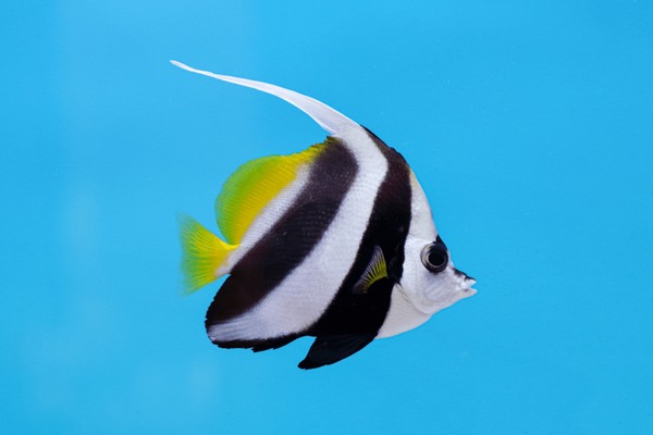 Thousand coralfish royalty