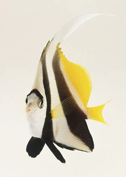 Pennant coralfish or coachman heniochus acuminatus