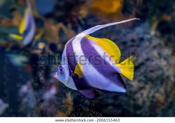 Bannerfish royalty