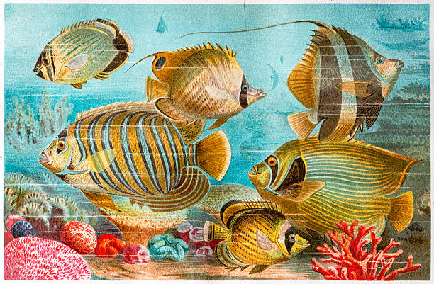 Pennant coralfish stock illustrations royalty