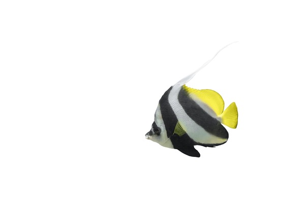 Thousand coralfish royalty