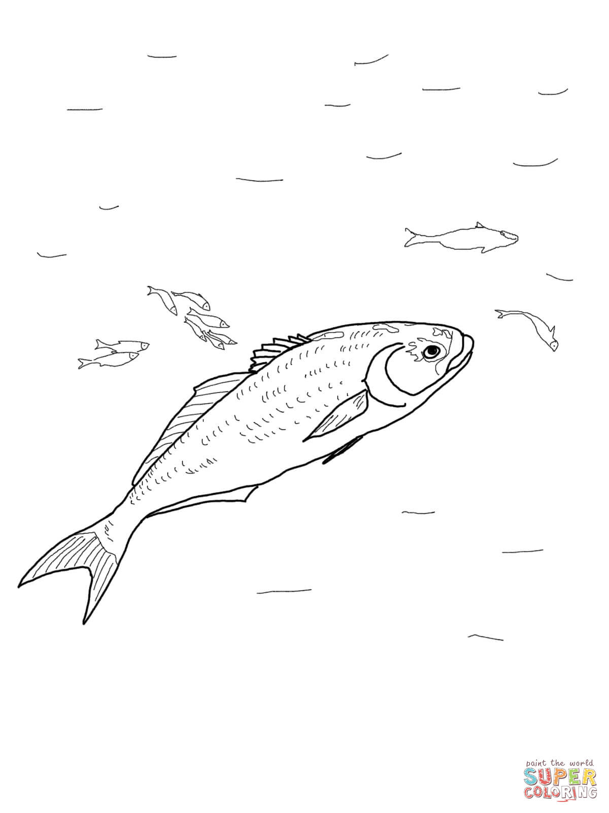Bluefish coloring page free printable coloring pages