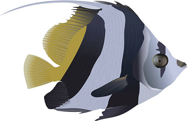 Pennant coralfish stock illustrations royalty
