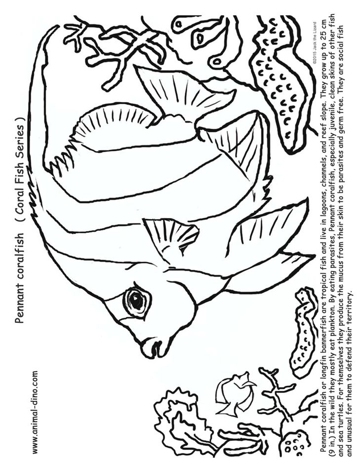 Animal coloring page pennant coralfish print size