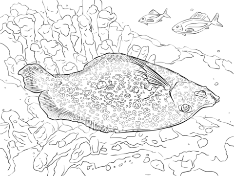 Flowery flounder coloring page free printable coloring pages