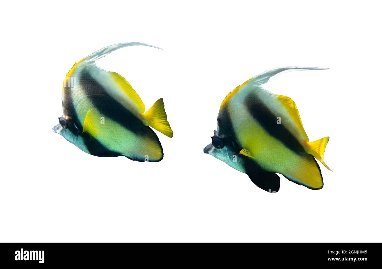 Pair of pennant coralfish heniochus acuminatus longfin bannerfish isolated on white background red sea egypt two tropical striped black and yell stock photo