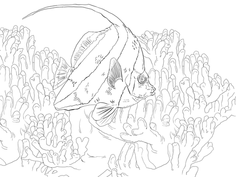 Pennant coral fish coloring page free printable coloring pages