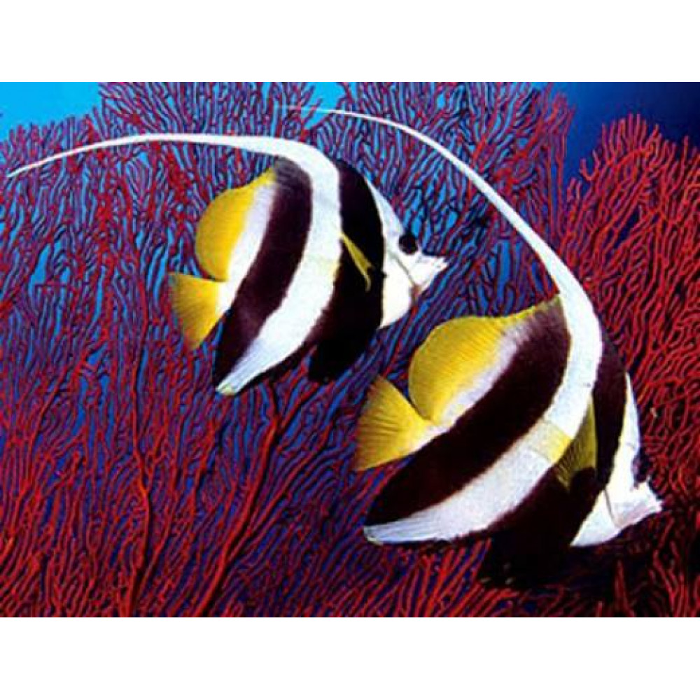 Pennant coralfish heniochus acuminatus