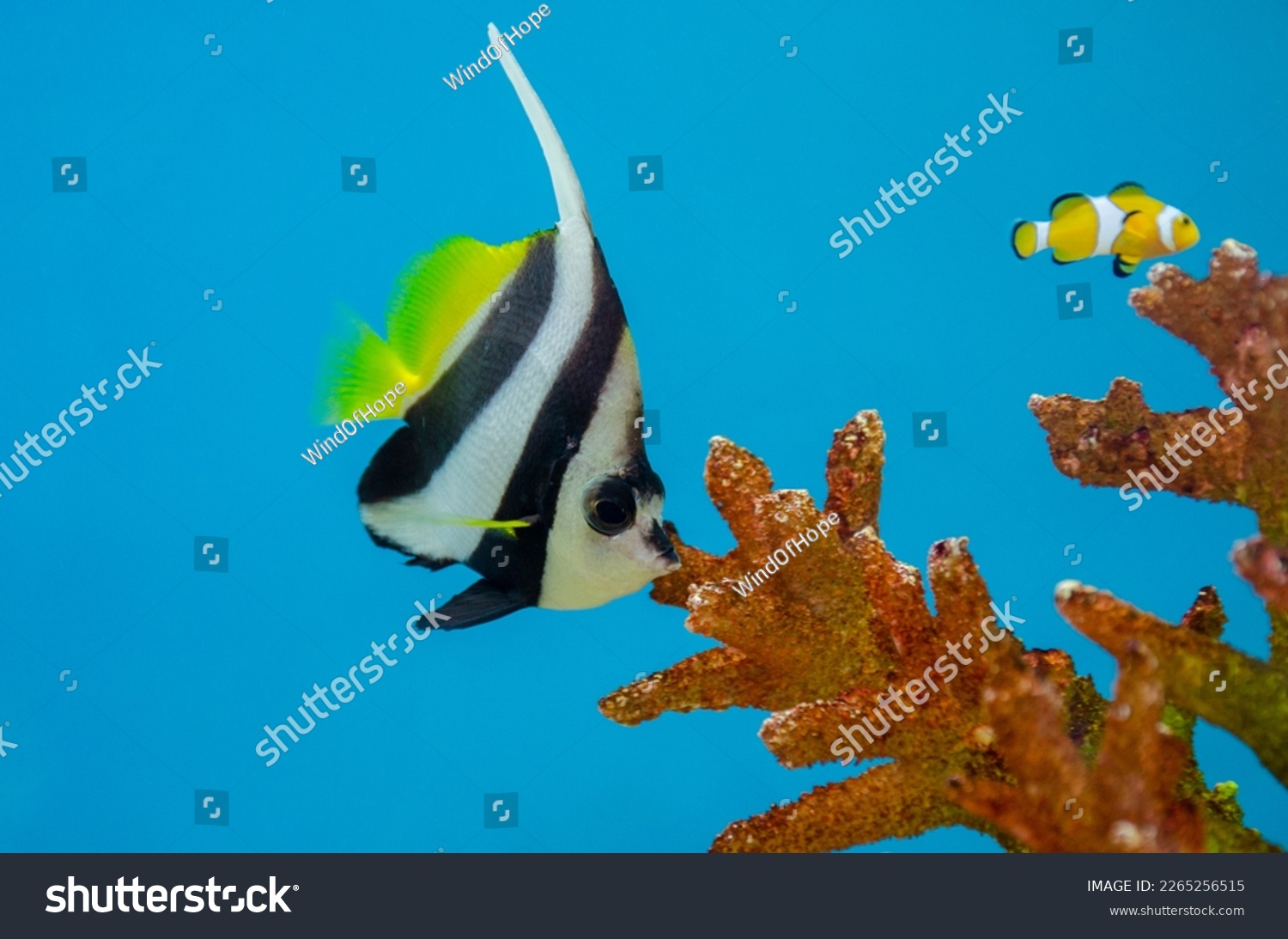 Pennant fish images stock photos d objects vectors