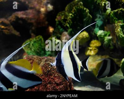 Pennant coralfish heniochus acuminatus longfin bannerfish in red sea egypt pair of tropical striped black and yellow fish in a coral reef close stock photo