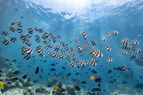 Pennant coralfish heniochus acuminatus shoal maldives
