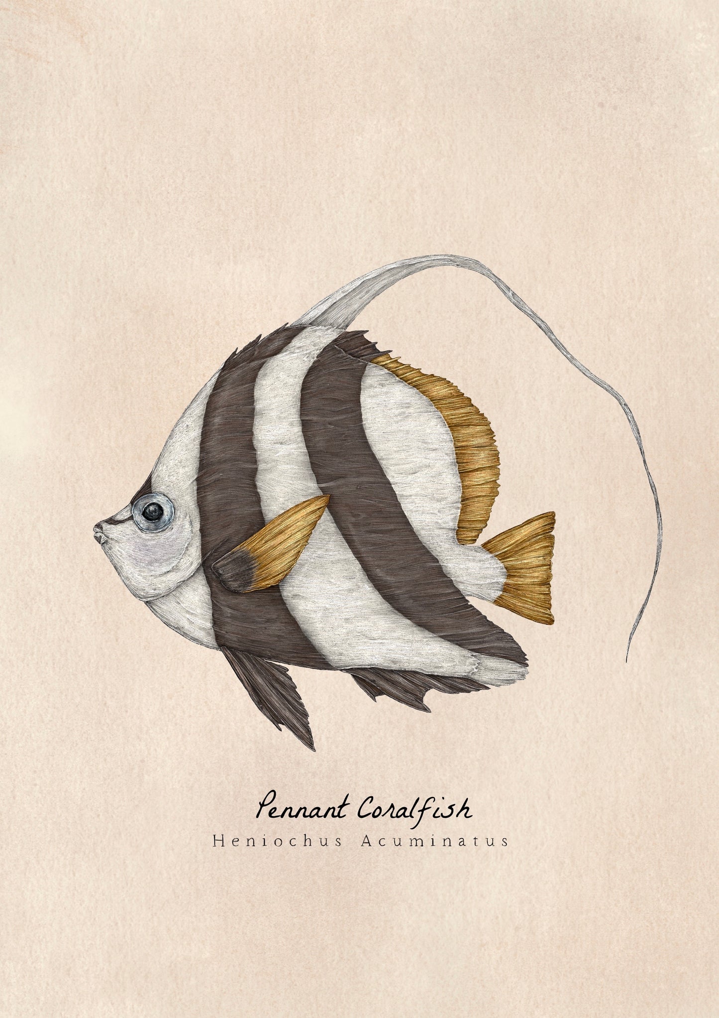Pennant ral fish â chloe bell illustration