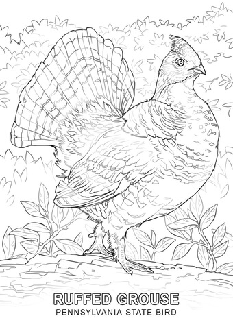 Pennsylvania state bird coloring page free printable coloring pages
