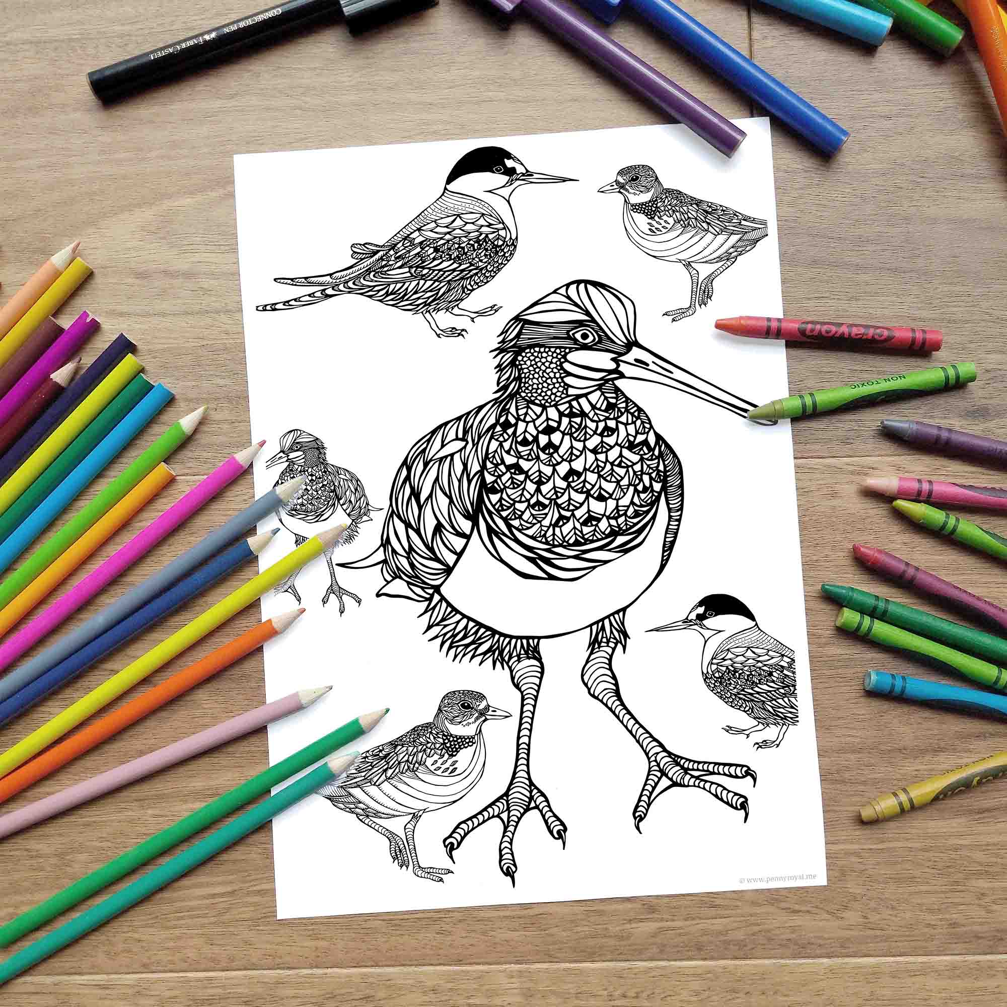 Shorebirds coloring page â digital download