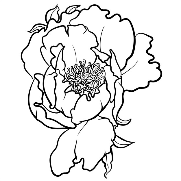 Premium vector vector illustration of black and white contour peony flower for coloring page