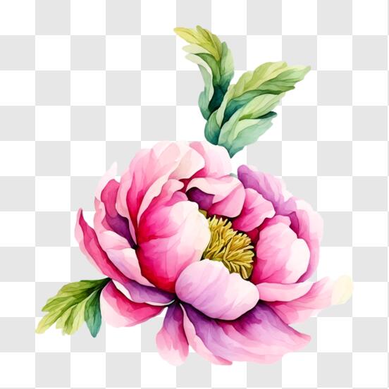Download beautiful pink peony flower for nature and decorative purposes png online