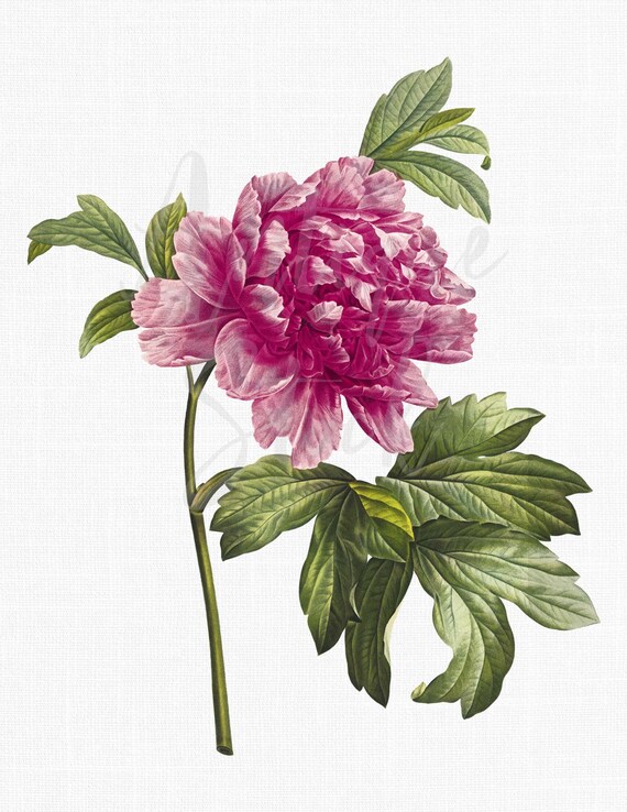 Peony flower clipart pink moutan peony botanical art instant download image for wedding invitations scrapbook prints collages