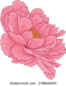Realistic pink peony flower template colorful stock vector royalty free