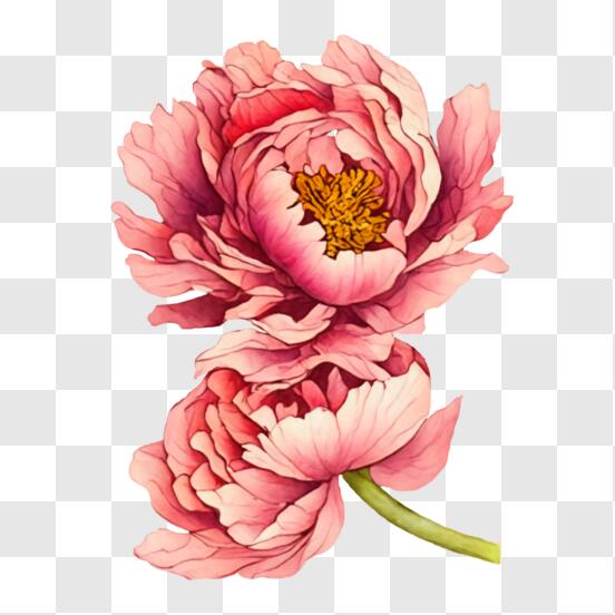Download vibrant pink peony flowers on a black background png online