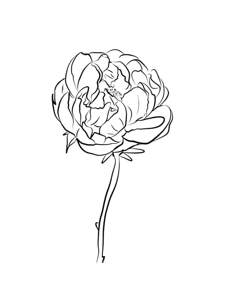 Peony flower coloring page