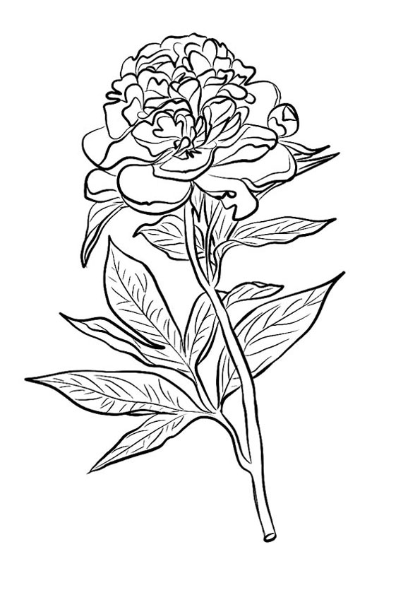 Coloring pages free coloring page of peonies for kids